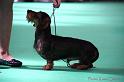 Crufts2011_2 935